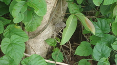 Hamadryas februa