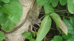 Hamadryas februa