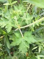 Geranium oreganum