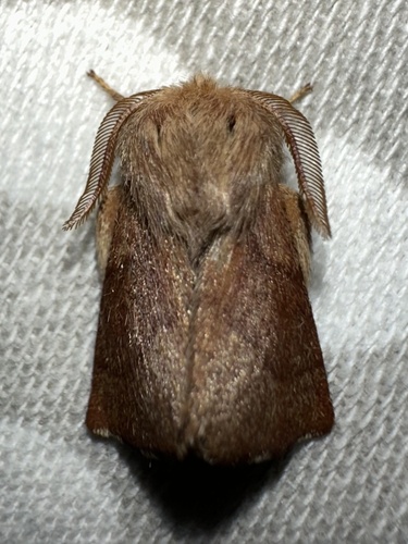 iNaturalist observation photo of Forest Tent Caterpillar Moth