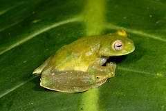 Hyloscirtus phyllognathus