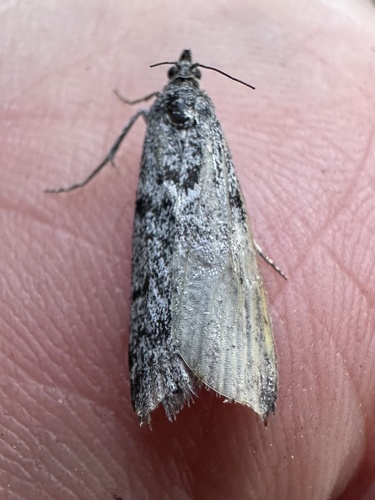 iNaturalist observation photo of Phycitini