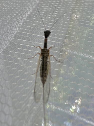 iNaturalist observation photo of Raphidiinae