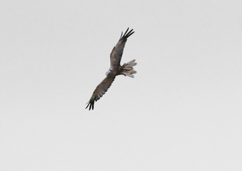 Western Marsh Harrier