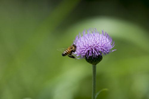 Cirsium lineare iNat (2)
