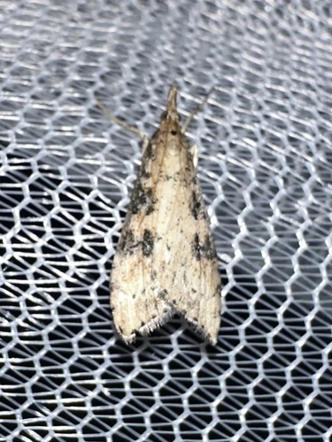 iNaturalist observation photo of Lucerne Moth