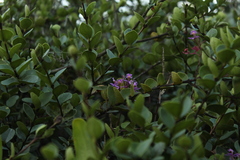 Epidendrum arachnoglossum