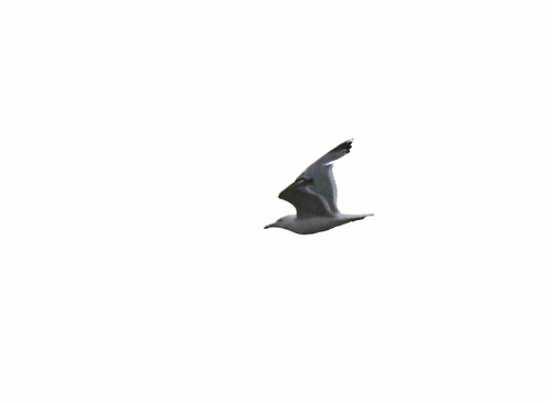 Caspian Gull