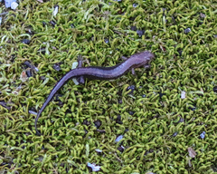 Plethodontinae