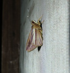 Carystoides cathaea