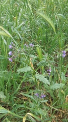 Anchusa stylosa