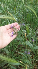 Anchusa stylosa