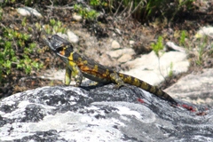 Pseudocordylus microlepidotus