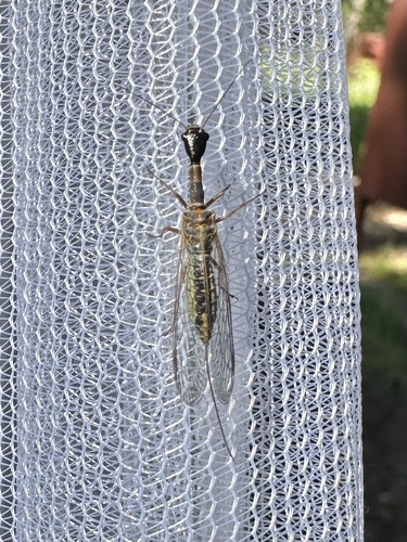 iNaturalist observation photo of Raphidiinae