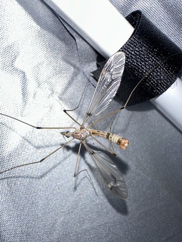 iNaturalist observation photo of Tipula yosemite