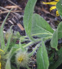 Inula hookeri, photograph (c) Jerry Lanfear, some rights reserved (CC BY)