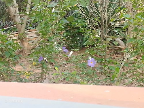 Bush Thunbergia