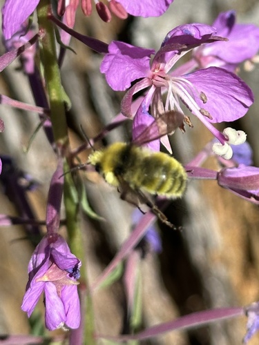 iNaturalist observation photo of Bumble Bees