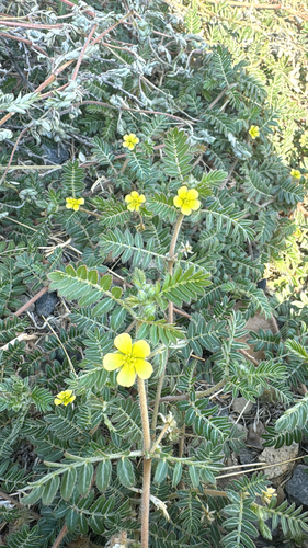 puncture vine
