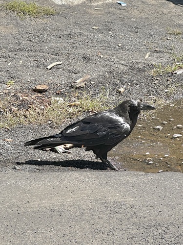 iNaturalist observation photo of Common Raven