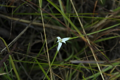 Rhynchospora nervosa