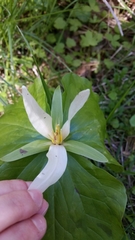 Trillium albidum