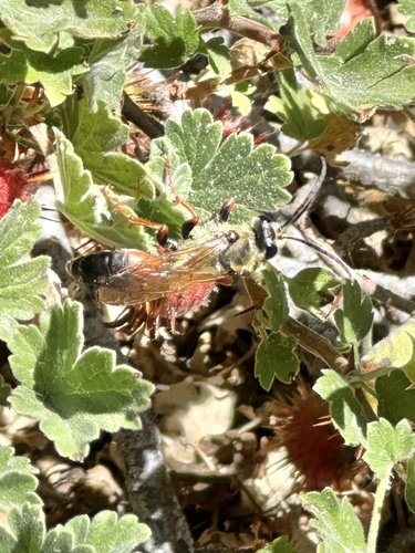 iNaturalist observation photo of Great Golden Digger Wasp