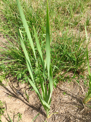 Typhaceae