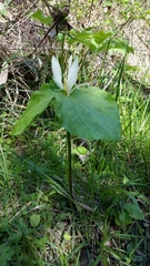 Trillium albidum