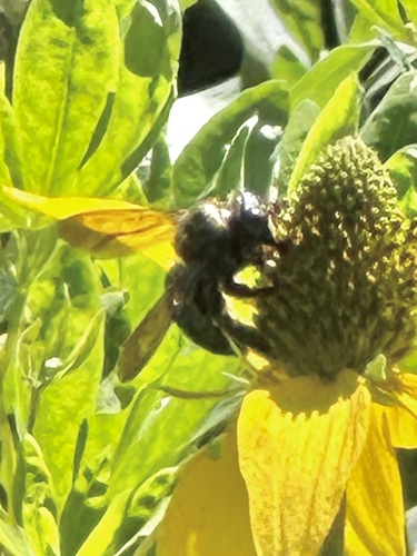 iNaturalist observation photo of Western Carpenter Bee