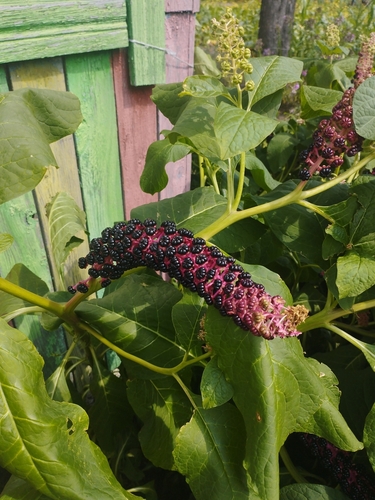 Indian Pokeweed