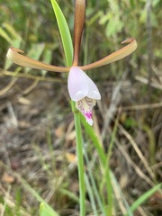 Cleistesiopsis