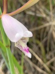 Cleistesiopsis