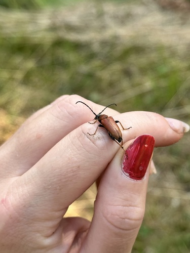 Red Pine Longhorn Beetle