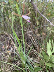 Cleistesiopsis