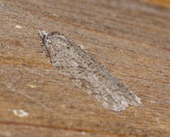 Acleris maximana