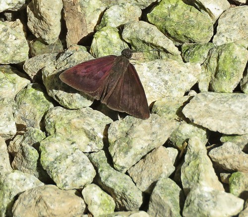 Anastrus tolimus