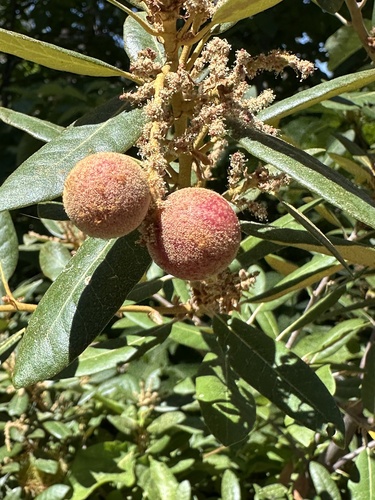 iNaturalist observation photo of Chinquapin Flower Gall Wasp