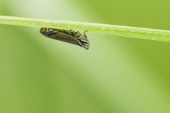 Lophops carinata