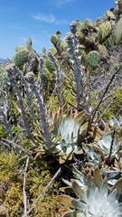 Dudleya virens