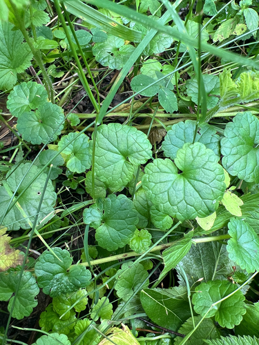 ground-ivy