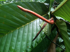 Dipterocarpus cornutus