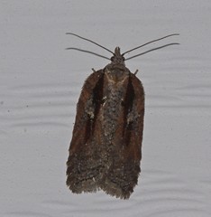 Acleris youngana