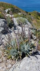Dudleya virens