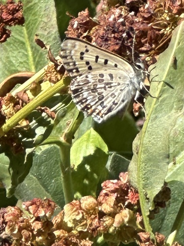 iNaturalist observation photo of Edith's Copper