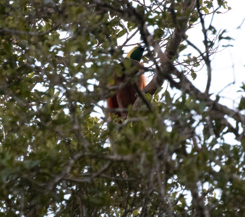 Raggiana Bird-of-paradise (Paradisaea raggiana), photo 10