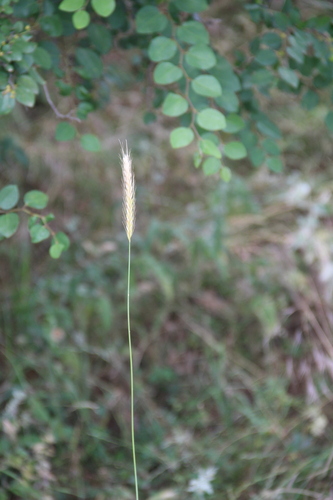 Hordeum bulbosum observed 2026-07-01