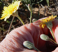 Malacothrix fendleri