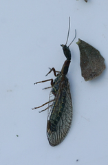 Raphidiidae