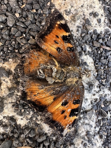 iNaturalist observation photo of California Tortoiseshell
